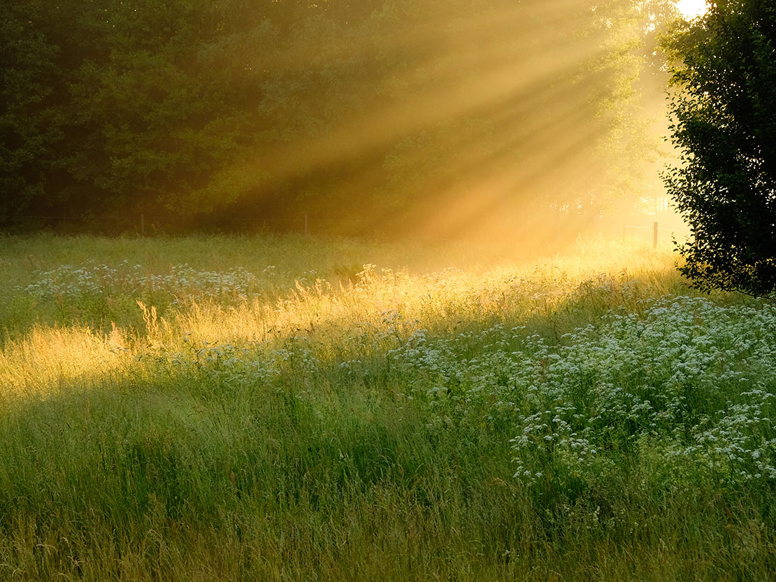 Grön sommaräng i solnedgång
