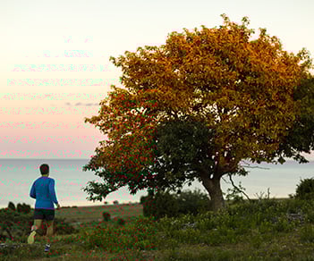 En löpare i blå långärmad tröja och mörkblå shorts springer mot ett stort, ensamt träd med orange-gula höstlöv. I bakgrunden syns ett stilla hav under en skymningshimmel i rosa och lila toner